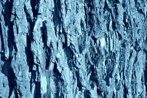 Texture of the bark of an old tree close-up. Natural background blue color 스톡 사진