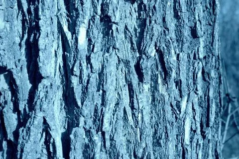 Texture of the bark of an old tree close-up. Natural background blue color Stock Photos