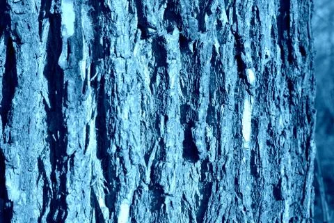 Texture of the bark of an old tree close-up. Natural background blue color Foto stock