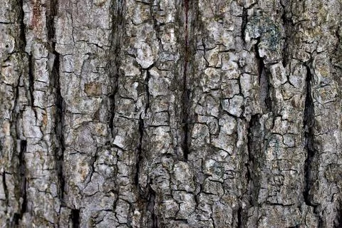 The texture of the bark of an old tree. close-up, macro Stock Photos