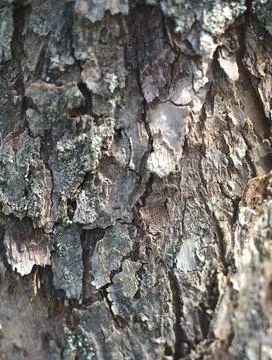 The texture is the bark of an old tree. Closeup. Vertical snapshot Stock Photos