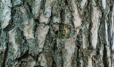 The texture of the bark of an old tree. The constituent components. Stock Photos