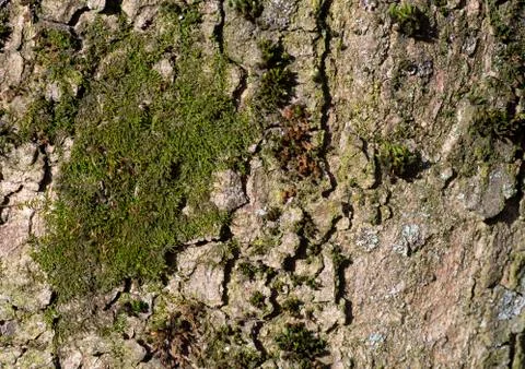 The texture of the bark of an old tree is covered with moss Stock Photos