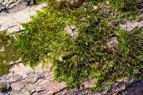 The texture of the bark of an old tree is covered with moss Stock Photos