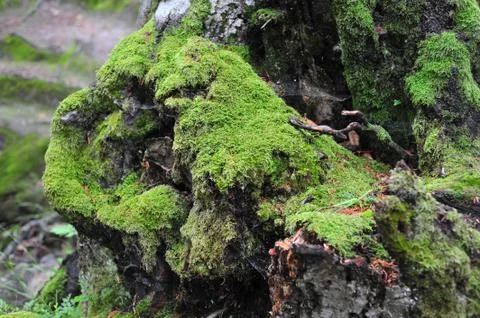 The texture of the bark of an old tree is covered with moss Foto stock