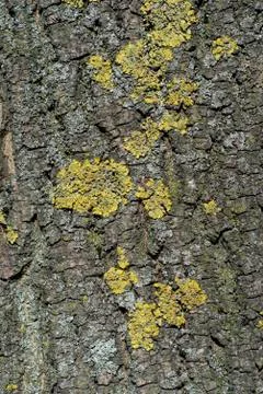 The texture of the bark of an old tree is covered with moss Stock Photos