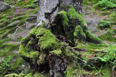 The texture of the bark of an old tree is covered with moss Stock Photos
