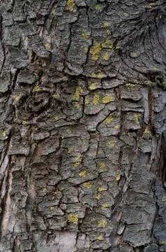 The texture of the bark of an old tree is covered with moss Stock Photos