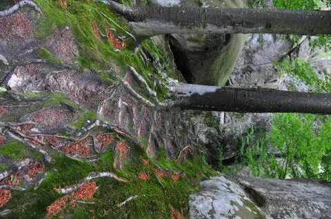 The texture of the bark of an old tree is covered with moss Stock Photos