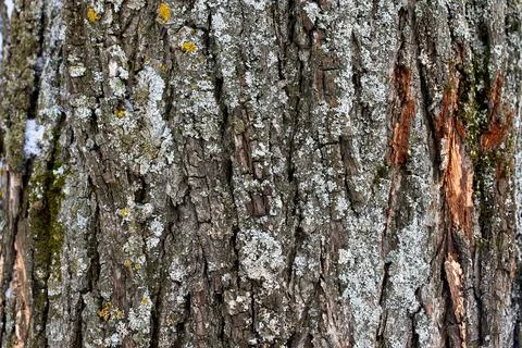 The texture of the bark of an old tree covered with moss. Stock Photos