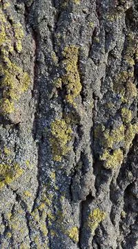 Texture of the bark of an old tree covered with green moss. Good background. 스톡 사진