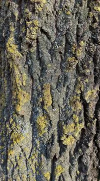 Texture of the bark of an old tree covered with green moss. Good background. Foto stock