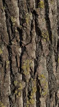 Texture of the bark of an old tree covered with green moss. Good background. Stock Photos