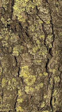 Texture of the bark of an old tree covered with green moss. Good background. Stock Photos