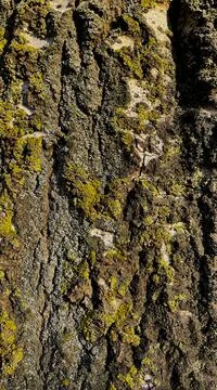 Texture of the bark of an old tree covered with green moss. Good background. Stock Photos