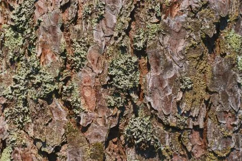 The texture of the bark of an old tree with green moss. Textured wood texture Stock Photos