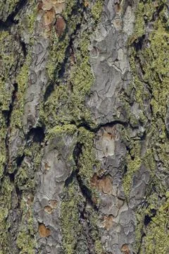 The texture of the bark of an old tree with green moss. Textured wood texture Stock Photos
