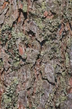 The texture of the bark of an old tree with green moss. vertical view. backgr Stock Photos