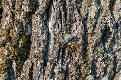 The texture of the bark of an old tree. lifeless dry tree. close-up Foto stock