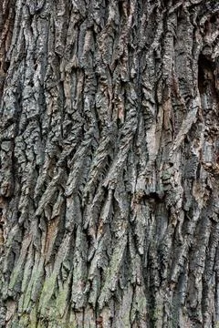 The texture of the bark of an old tree with moss. Foto stock