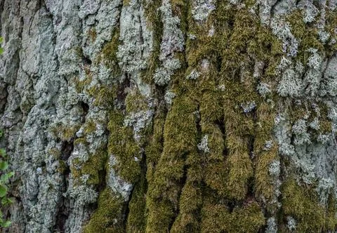 The texture of the bark of an old tree with moss. Foto stock