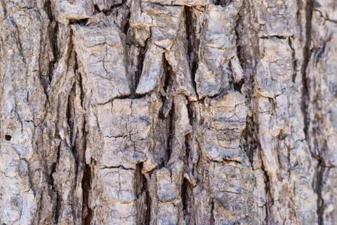 Texture of bark of an old tree Stock Photos