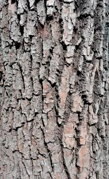 Texture of bark of an old tree Stock Photos