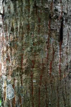 The texture of the bark of an old tree Foto stock