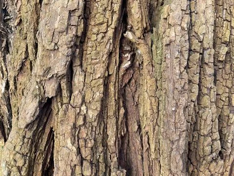 The texture of the bark of an old tree Stock Photos
