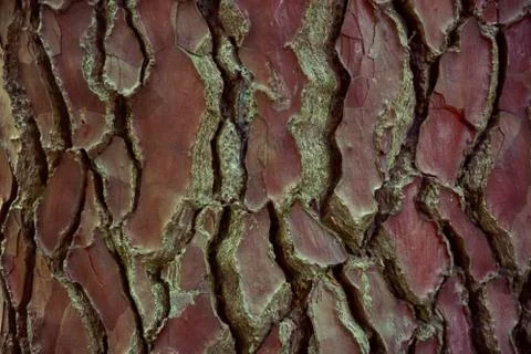 Texture - bark of an old tree. Textured wood as an organic natural design ele Stock Photos