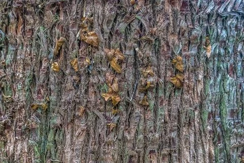 Texture of bark of an old tree twisted ivy dry Stock Photos