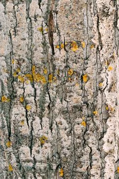 Texture of the bark of an old tree with yellow moss and lichen. Natural tree  Stock Photos