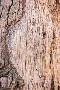 Texture of a bark of a palm tree, a background Stock Photos