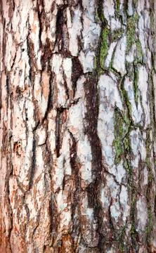 The texture of the bark Stock Photos