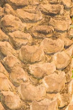 Texture of bark. Stock Photos