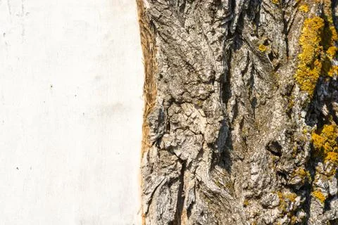 The texture of the bark. Stock Photos