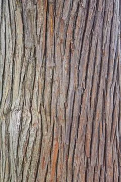 Texture of bark Stock Photos