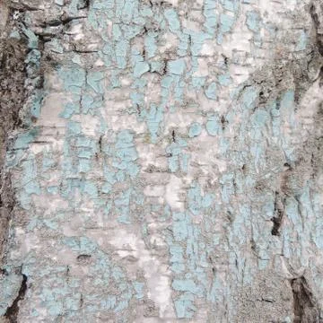 The texture of the bark Stock Photos