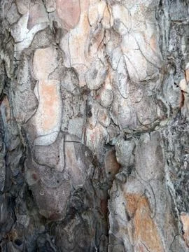 Texture of bark Stock Photos