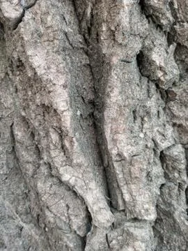 Texture of bark Stock Photos