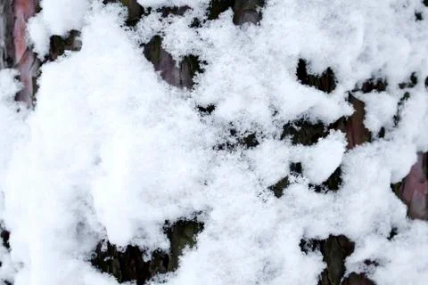 The texture of the bark of pine covered with patches of soft snow Stock Photos