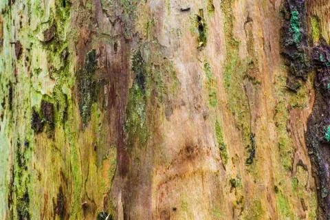 Texture of The Bark of a Pine Stock Photos