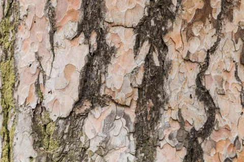 Texture bark of pine pree close-up. The old wood texture with natural pattern Stock Photos