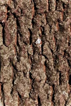 Texture bark of pine tree Stock Photos