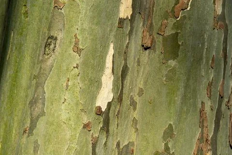 Texture of the bark of the Platanus tree. Closeup of tree bark texture Stock Photos