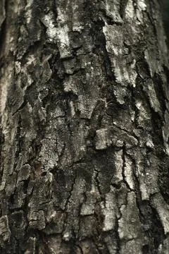 The texture of the bark is rough like it has almost come off Foto stock