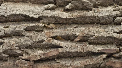 Texture of the bark of a rough rough tree, close-up. Slow motion Stock Footage 160212636
