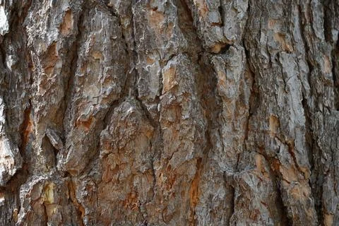 Texture of the bark stone pine. Old Pinus pinea bark. Stock Photos