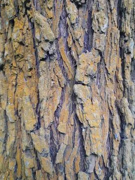 Texture of the bark. Tree bark. Vintage background Stock Photos