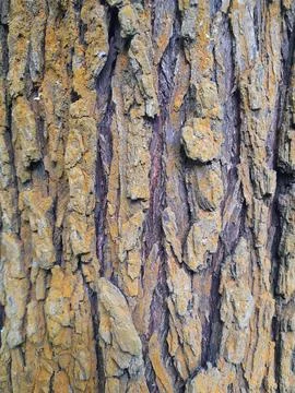 Texture of the bark. Tree bark. Vintage background Stock Photos